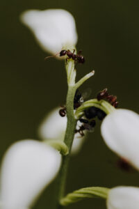 VielfalterSommer24 Web 44