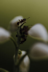 VielfalterSommer24 Web 45