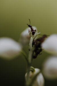 VielfalterSommer24 Web 46