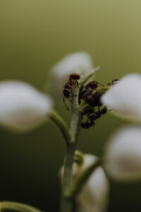 VielfalterSommer24 Web 47