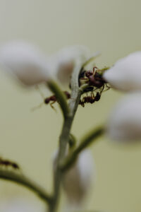 VielfalterSommer24 Web 48