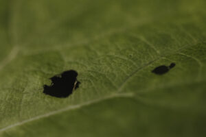 VielfalterSommer24 Web 50