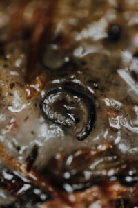 VielfalterSommer24 Web 51