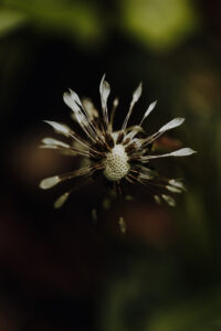 VielfalterSommer24 Web 72