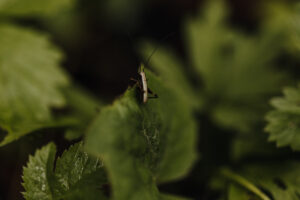 VielfalterSommer24 Web 73