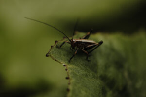 VielfalterSommer24 Web 74