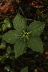 VielfalterSommer24 Web 76