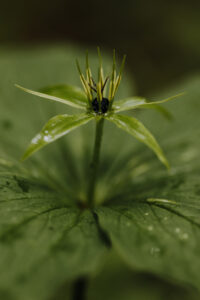 VielfalterSommer24 Web 77