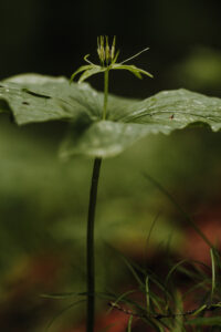 VielfalterSommer24 Web 78