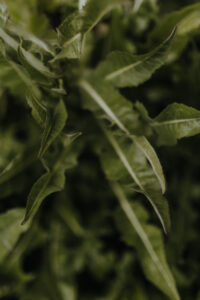 VielfalterSommer24 Web 9