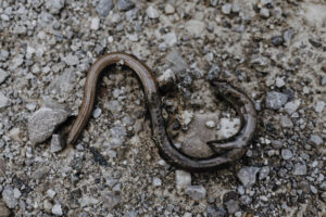 Wandertag Sommer25 Web 23