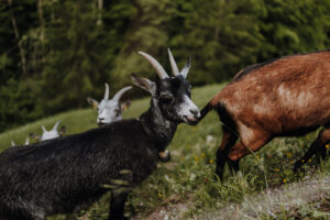 Wandertag Sommer25 Web 25